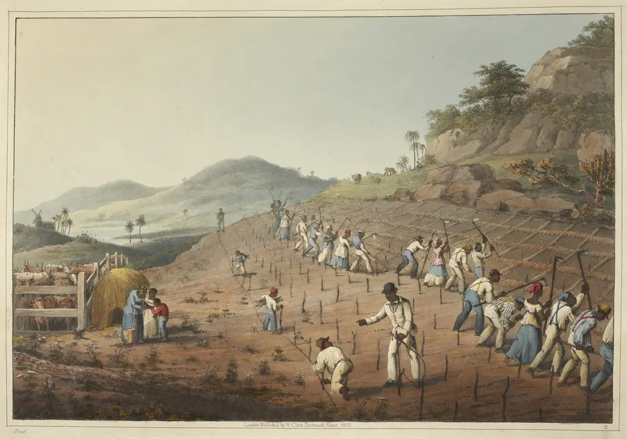 Enslaved workers digging cane holes on a sugar estate in Antigua, from William Clark's Ten Views in the Island of Antigua, 1823
