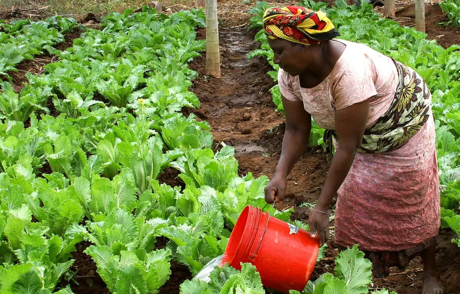 A woman watering her crops in Tanzania