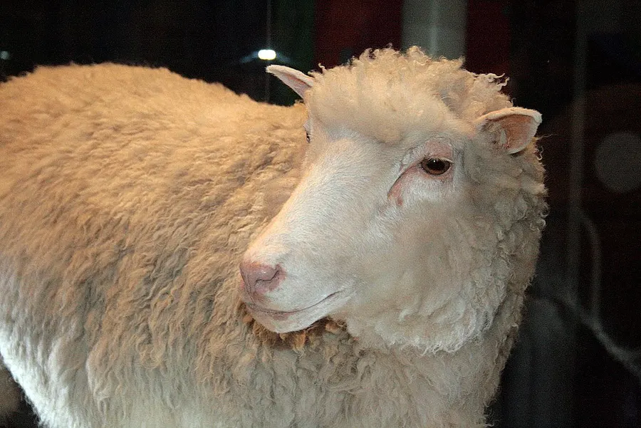 Dolly, preserved and on display at the National Museum of Scotland in Edinburgh.