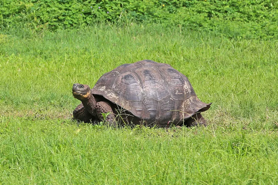 A Santa Cruz giant tortoise in Galápagos National Park, Ecuador.