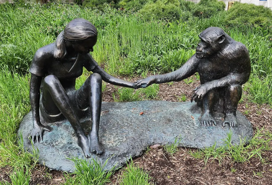 A sculpture of Jane Goodall with David Greybeard, the Gombe chimpanzee who first let her watch him use tools