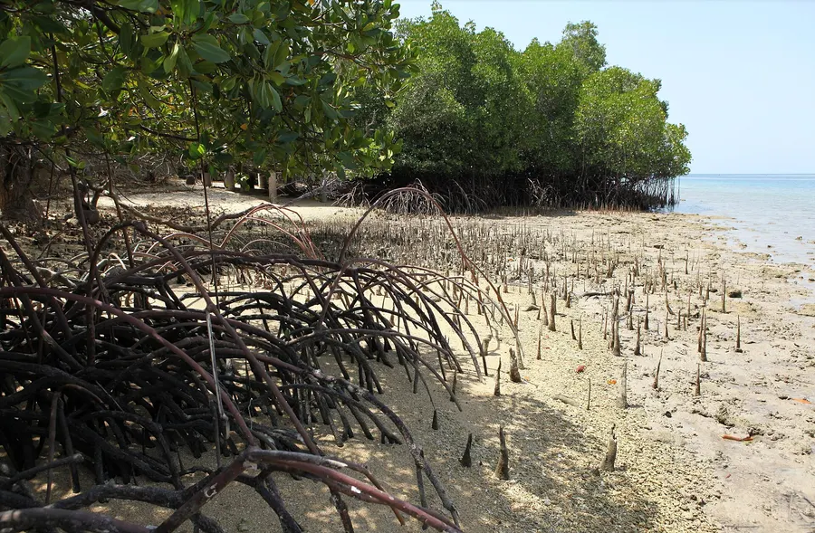 Mangroves on the coast of West Bali National Park, Indonesia