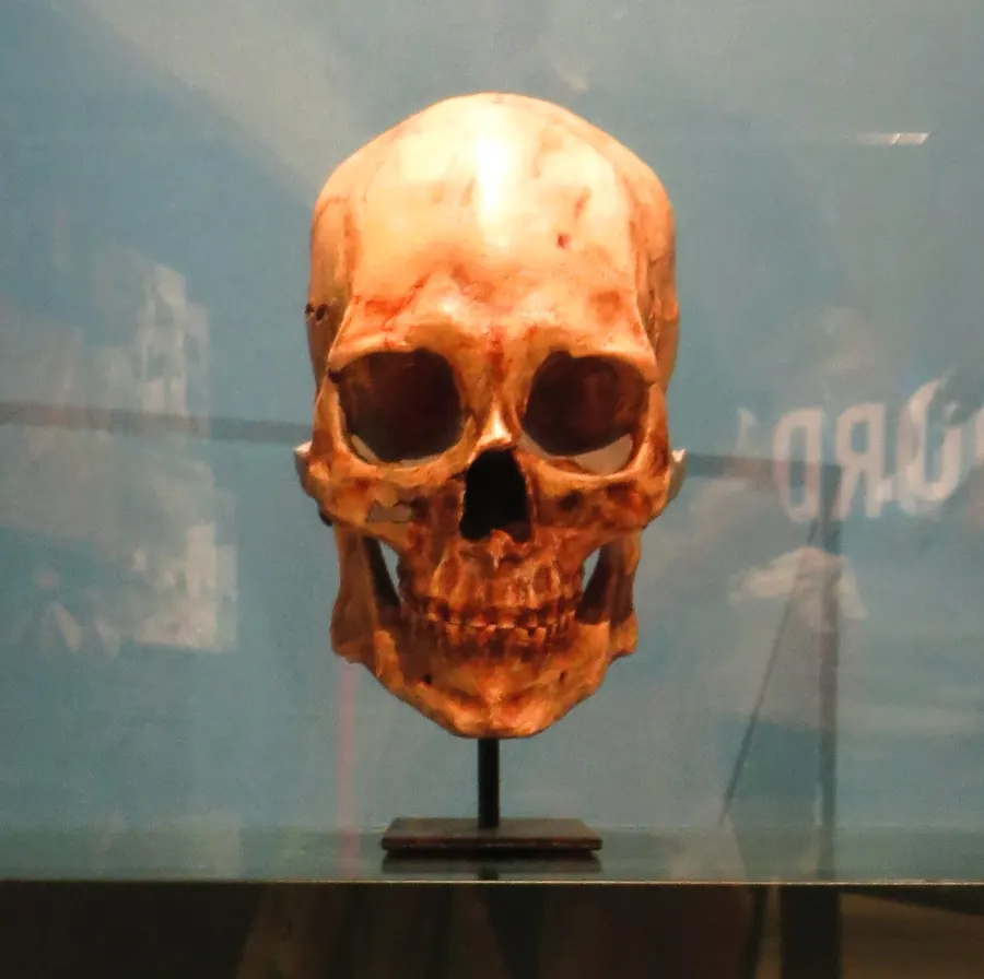 A cast of the Kennewick Man skull shown at the Natural History Museum in Karlsruhe, Germany