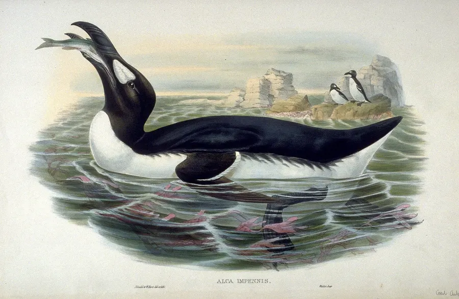 The great auk, in a hand-coloured plate by John Gould