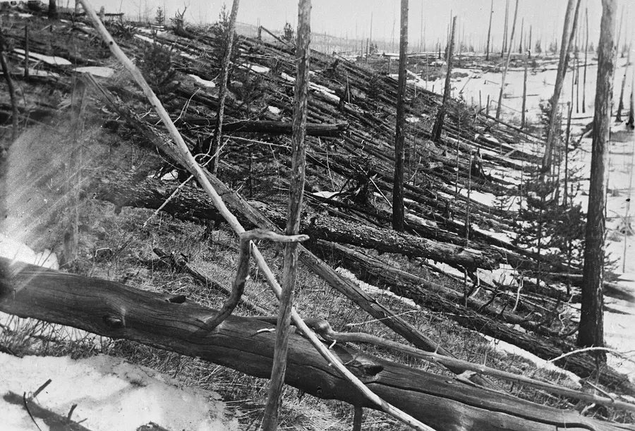 Trees flattened by the Tunguska blast, photographed by Leonid Kulik's expedition in the late 1920s