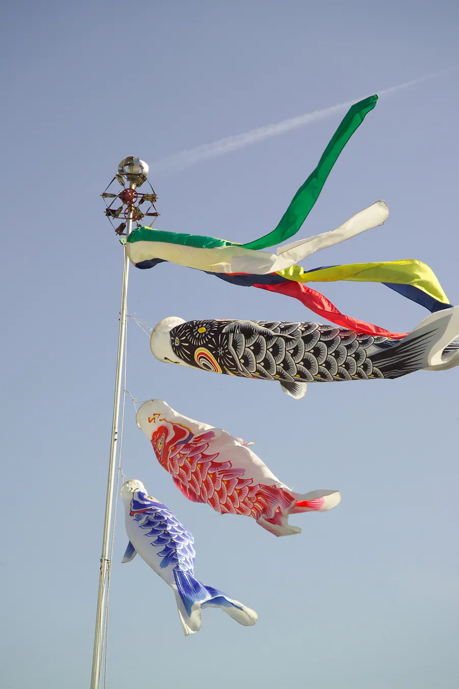 Koinobori, carp-shaped streamers, flying for Children's Day.
