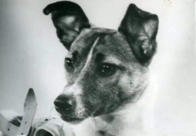 Laika before her flight, from the collection of the Museum of Cosmonautics in Moscow.
