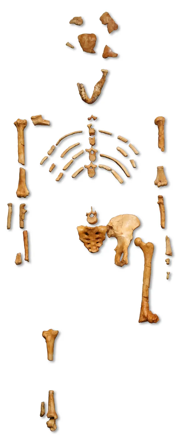 A cast of the 'Lucy' skeleton at the Muséum national d'histoire naturelle, Paris.