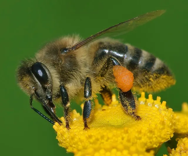 A honey bee gathering pollen from a flower