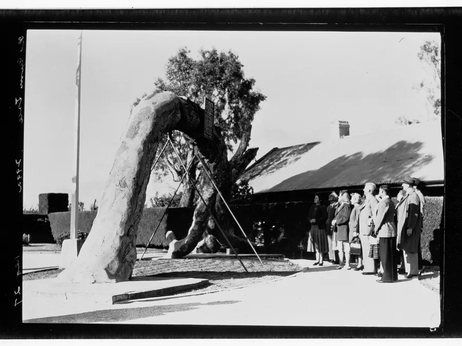 Visitors at the Old Gum Tree, Glenelg, where the proclamation was read, about 1955.