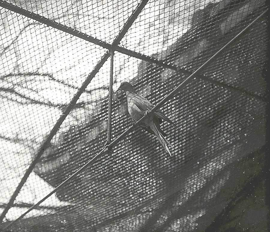 Martha, the last passenger pigeon, photographed alive at the Cincinnati Zoo