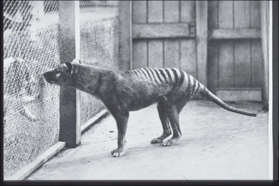 A thylacine at Hobart Zoo, Tasmania, on a postcard of about 1928