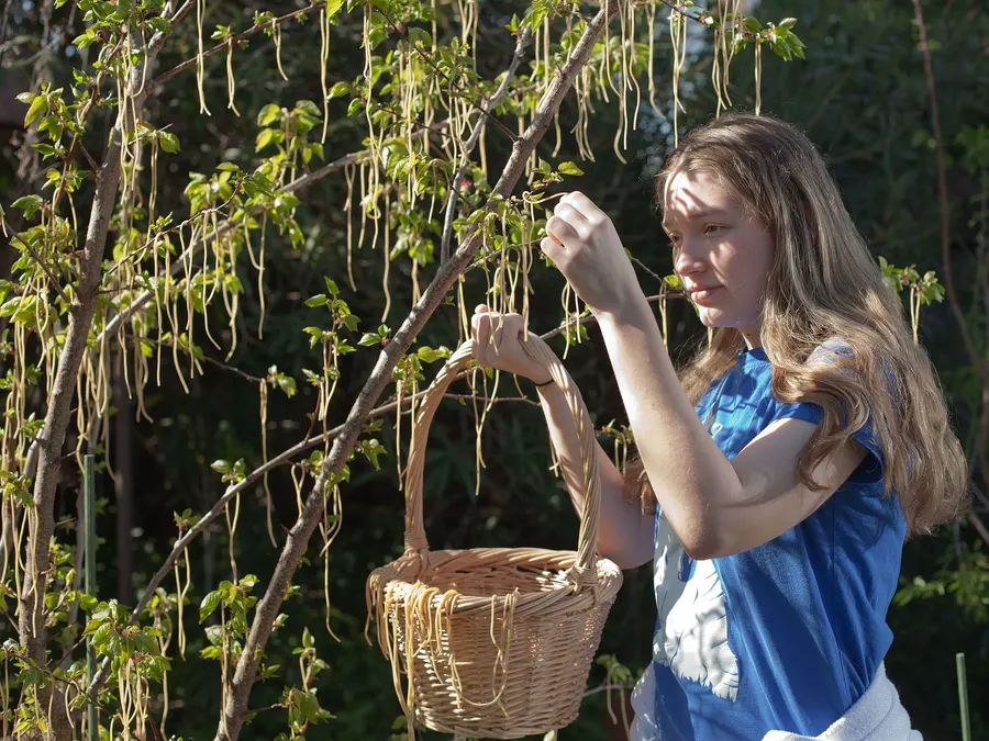 An April Fool 'spaghetti harvest' staged in California in 2012, in the spirit of the BBC's hoax.